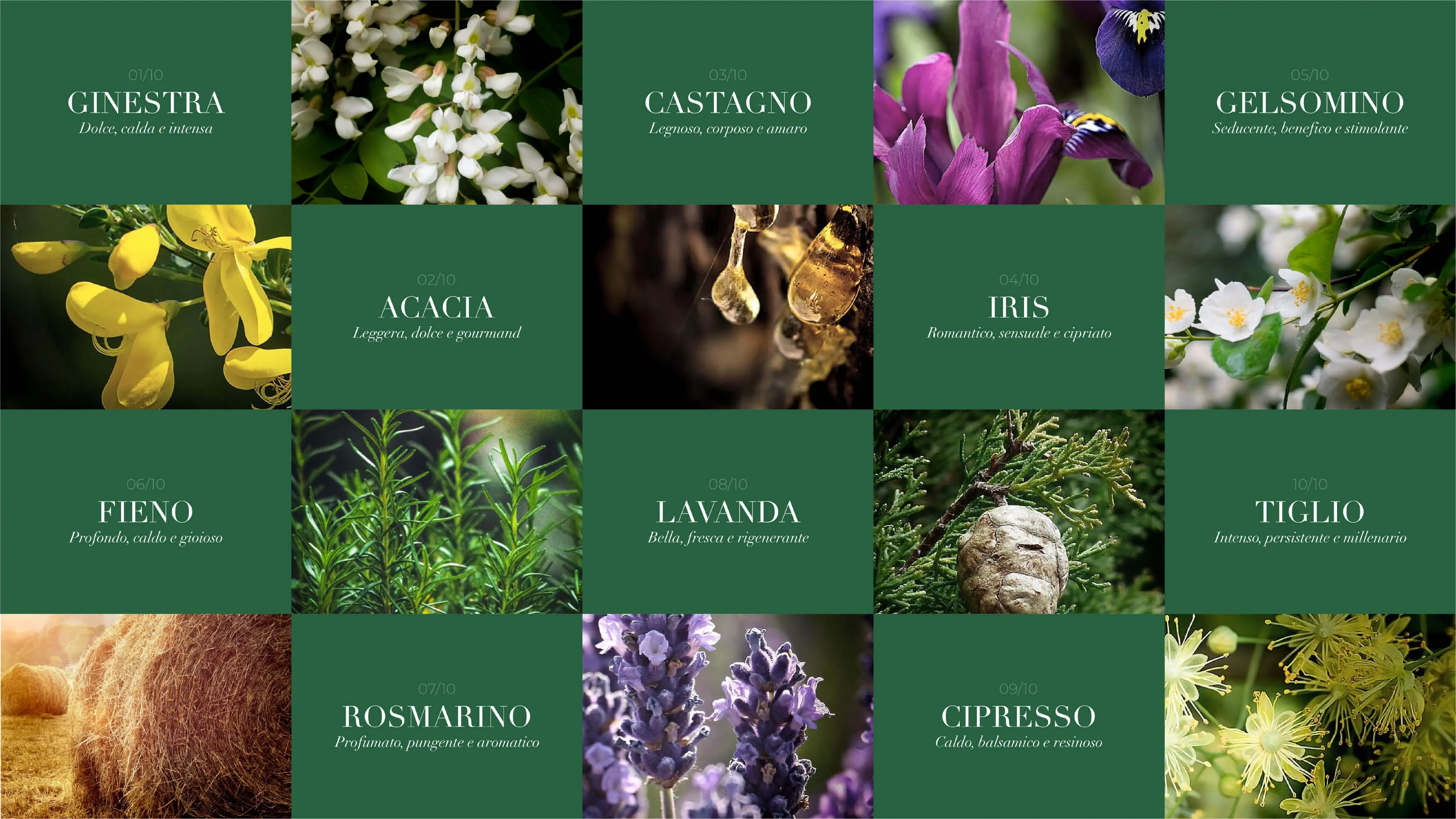 Grid of ten photos and text blocks showcasing natural elements including white ginestra flowers, yellow acacia blossoms, chestnut resin drops, purple iris flowers, jasmine white flowers, fresh hay bales in a field, green rosemary plants, lavender flowers, close-up of cypress branches with pine cone, and linden tree yellow flowers. Each green text block contains Italian names and descriptions of these plants and natural materials arranged in rows with floral images alternating between text blocks.