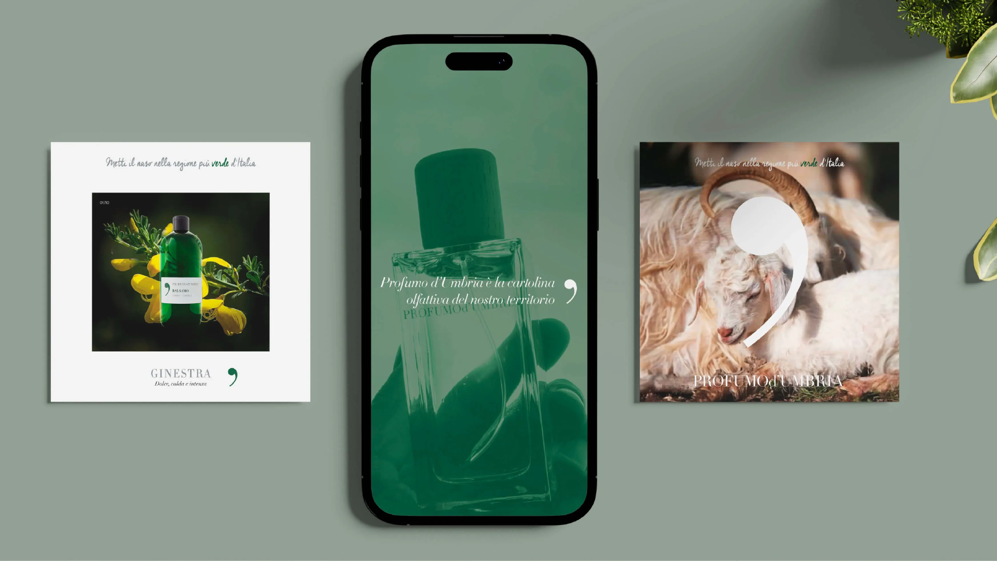 A flat lay of two square cards and a smartphone on a muted green background. The left card shows a green bottle labeled 'BALSAMO' with yellow flowers behind it and text 'GINESTRA Dolce, calda e intensa.' The phone displays a hand holding a transparent perfume bottle with a green cap and Italian text about Umbria's scent. The right card features two goats with a comma-shaped logo and text 'PROFUMO d'UMBRIA.'
